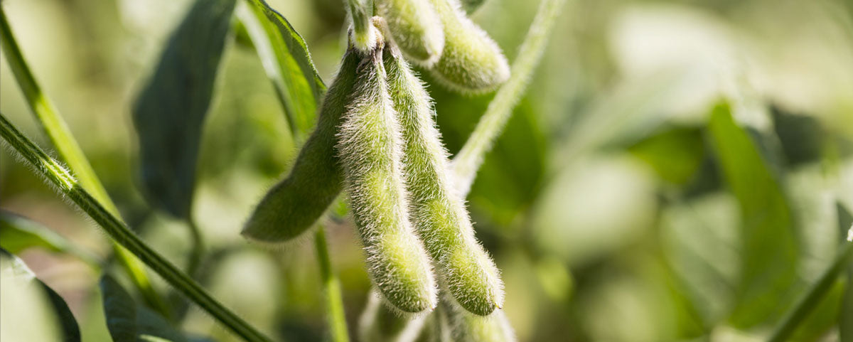 Natural Soybean growing